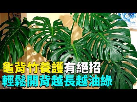 龜背芋適合放室內嗎|龜背芋基礎照顧指南!!